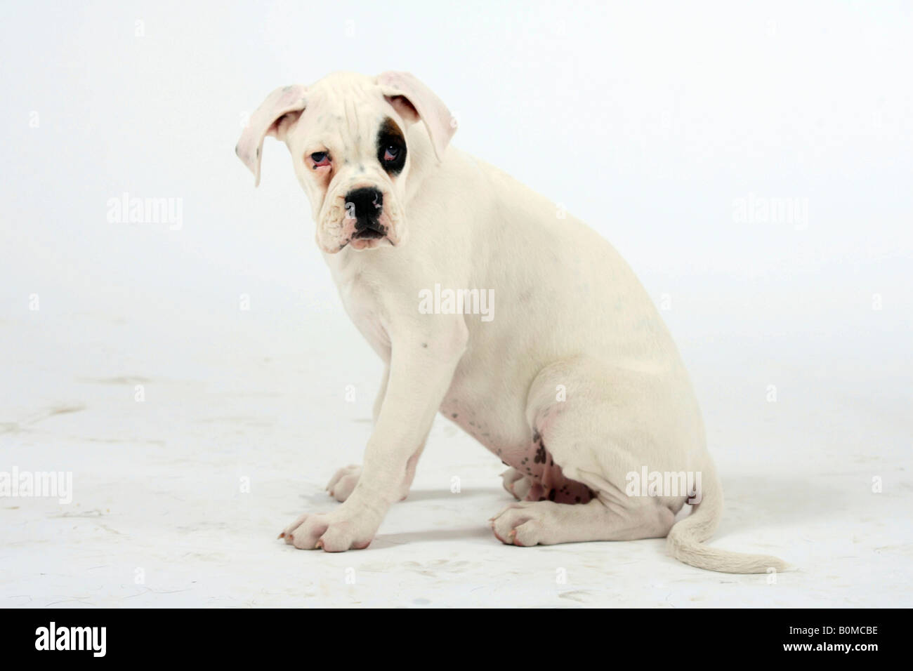 Bianco boxer tedesco cucciolo dieci settimane lato Foto Stock