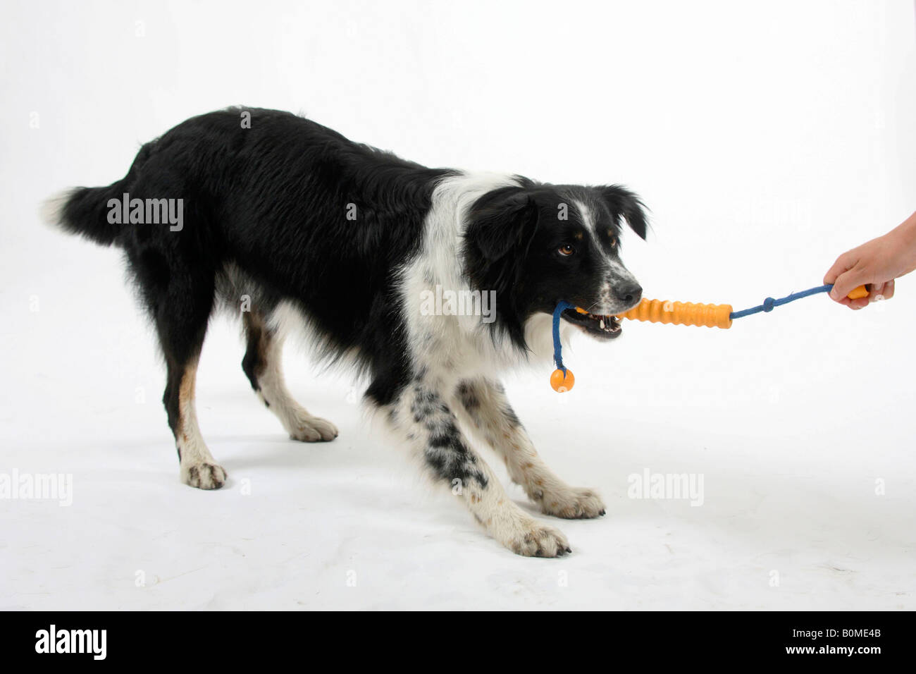 Australian Shepherd con rimorchiatore giocattolo di guerra Foto Stock