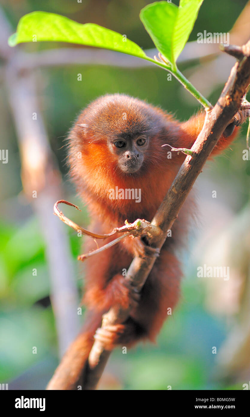 Baby scimmia Titi allo Zoo di Londra (solo uso editoriale) Foto Stock