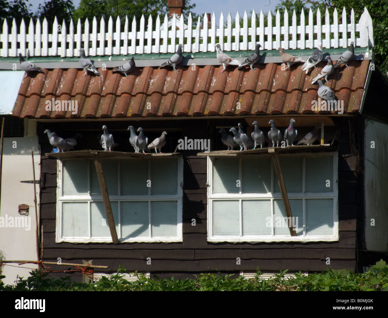 Piccionaia piccioni in attesa di entrare in casa loro Foto Stock