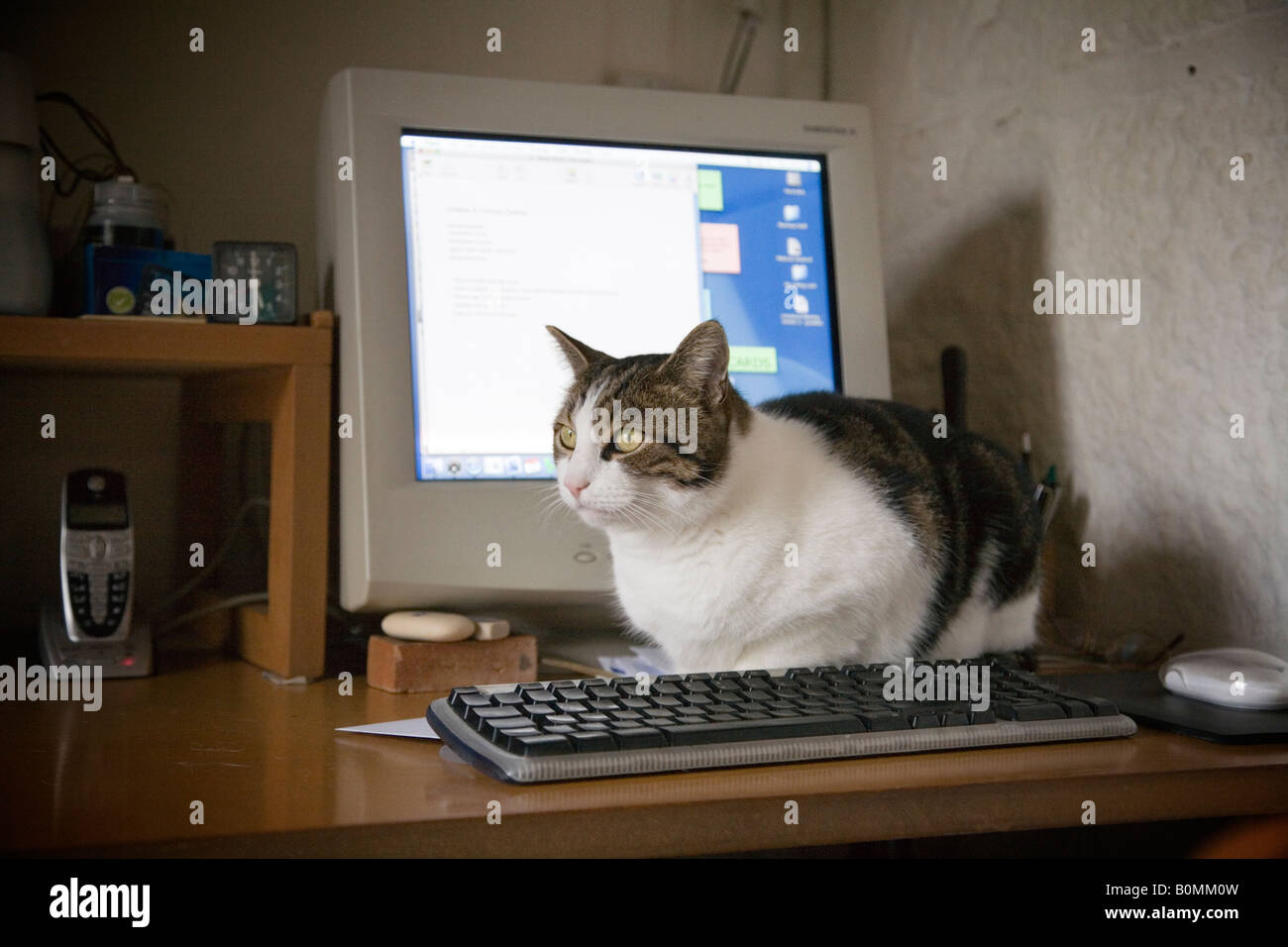 Un gatto si siede di fronte a un computer Foto Stock