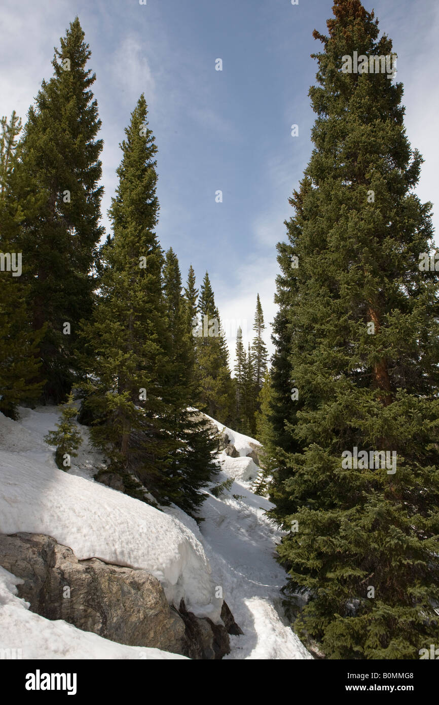 Alberi sempreverdi crescere tra coperta di neve massi appena al di sotto di 11400 ft elevation albero linea Rocky Mountain National Park in Colorado Foto Stock