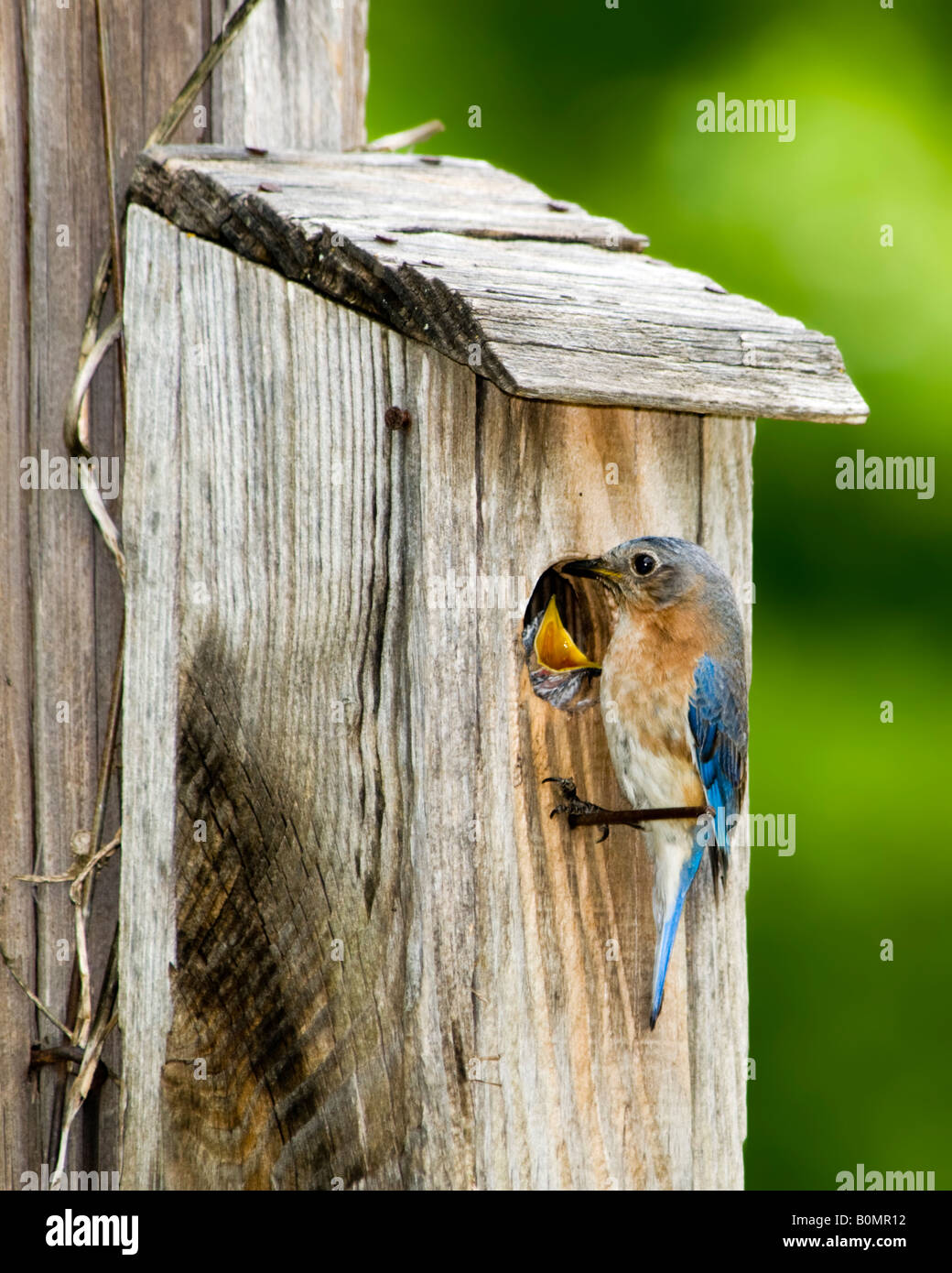 Una femmina Orientale, Bluebird Sialia sialis, alimenta la sua giovane in un nestbox in nord Oklahoma, Stati Uniti d'America. Foto Stock