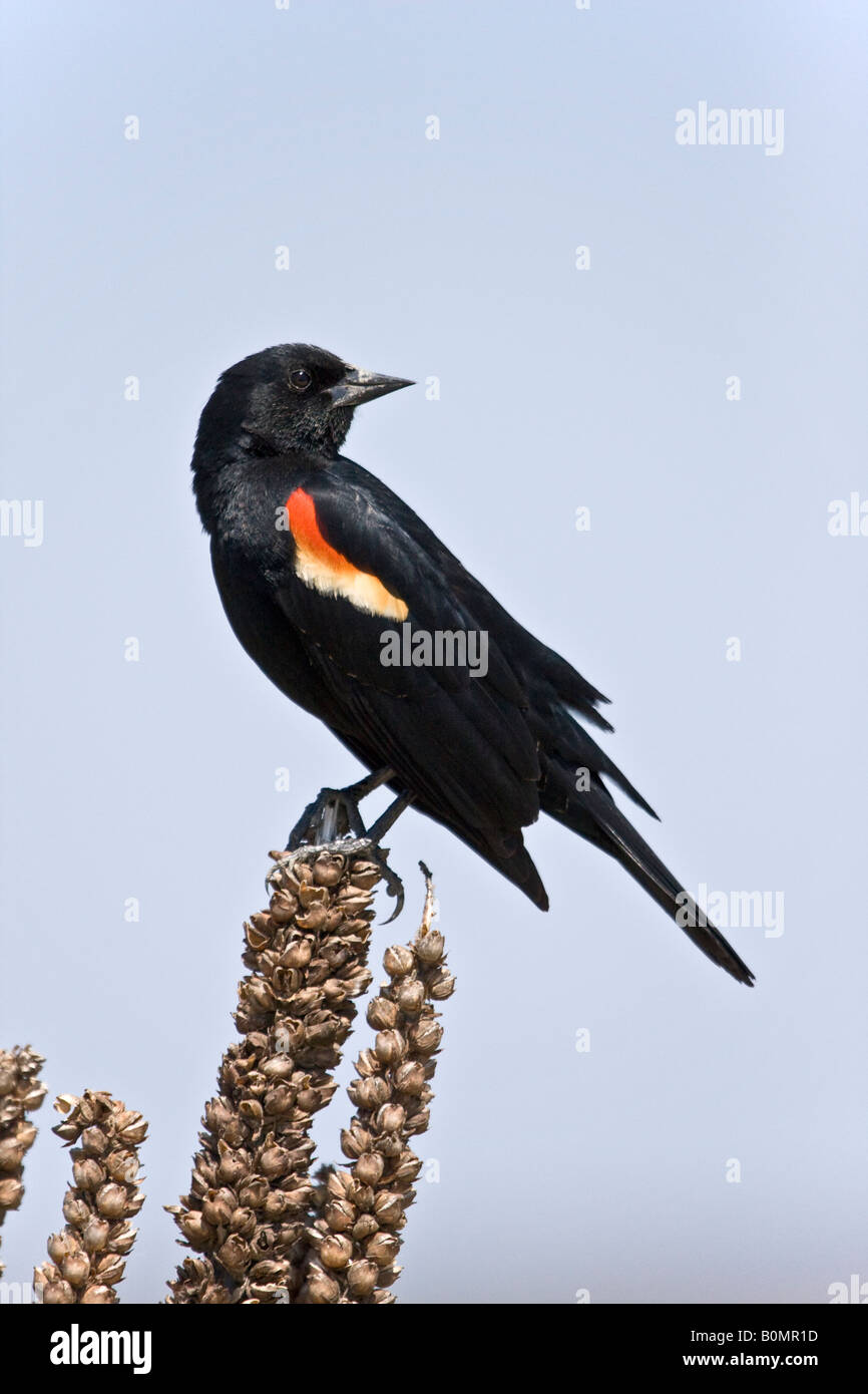 Rosso-winged Blackbird Foto Stock
