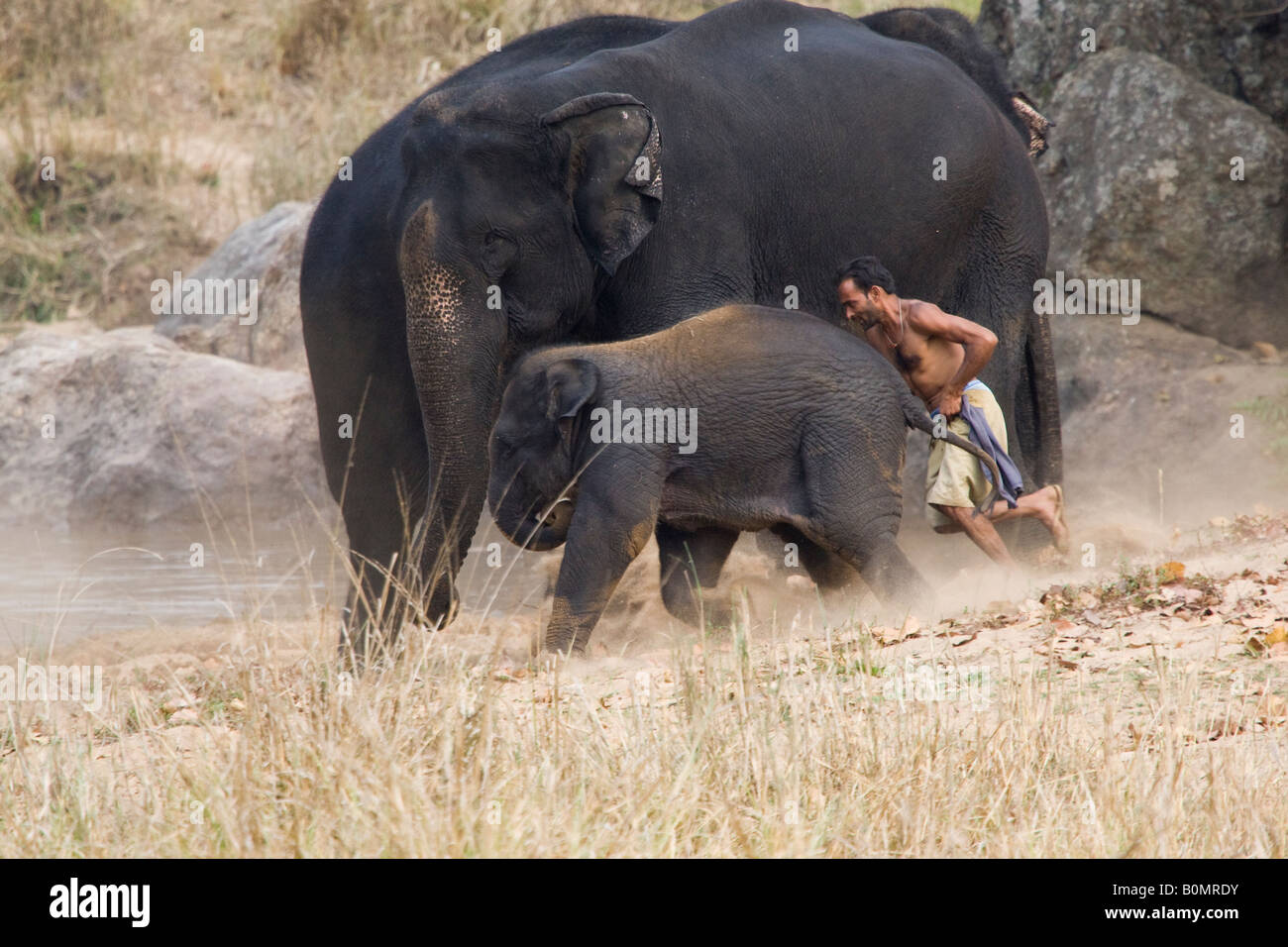 East Indian Mahout in Kanha Wildlife Park India giocando, in esecuzione con baby elephant guardato da madre elefante vista di profilo Foto Stock