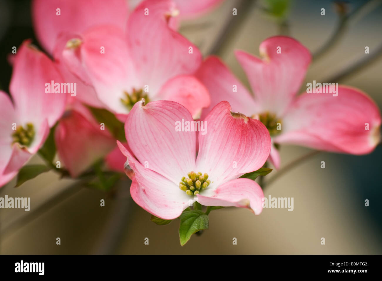 Fiore di colore rosa della fioritura sanguinello o Cornus florida Foto Stock