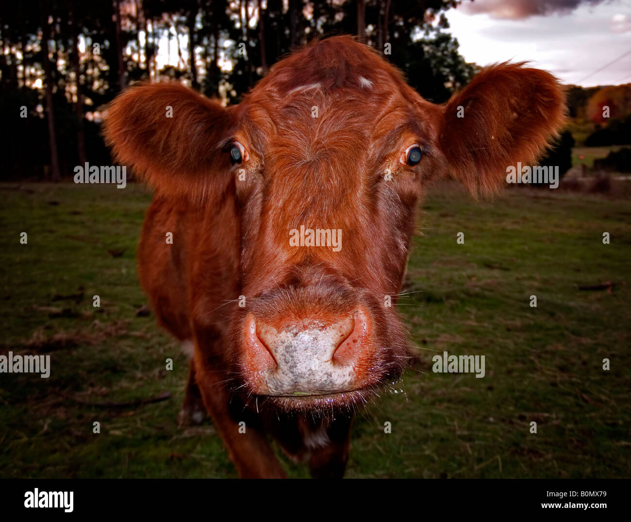 Testa della mucca Foto Stock