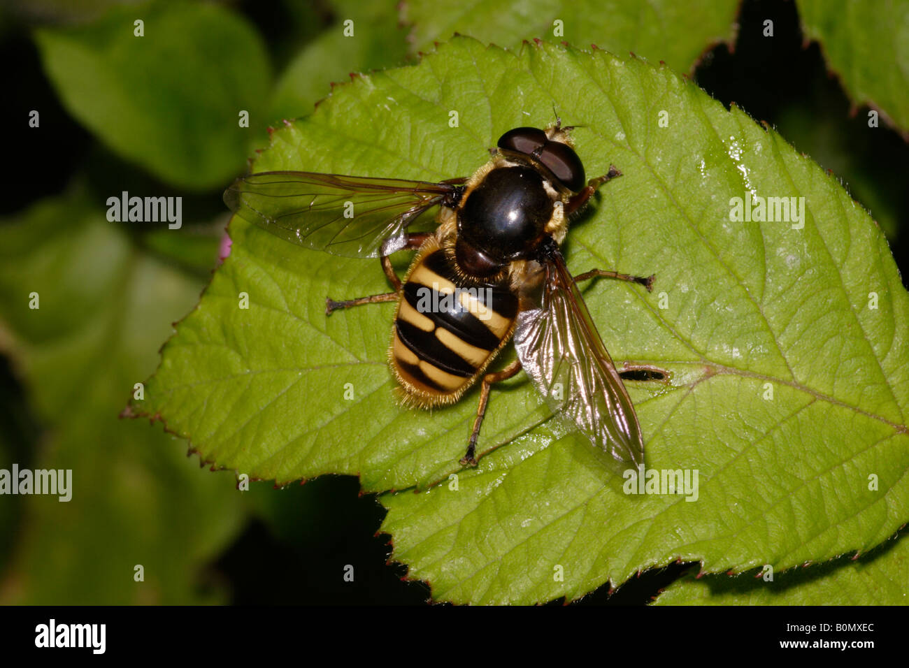 Hoverfly Sericomyia silentis Syrphidae maschio UK Foto Stock