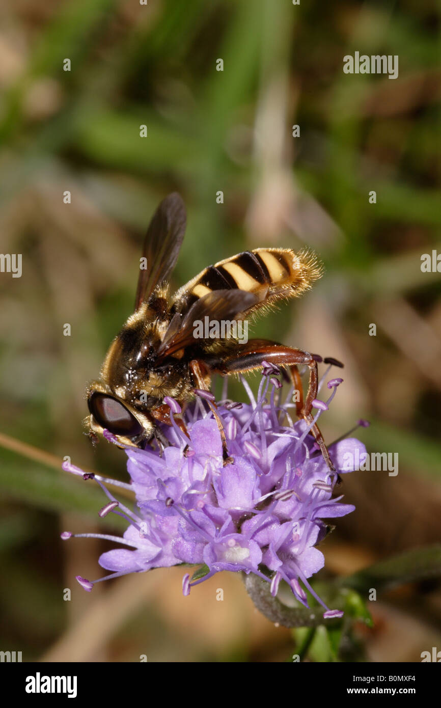 Hover fly Sericomyia silentis Syrphidae sui demoni bit scabious Succisa pratensis REGNO UNITO Foto Stock