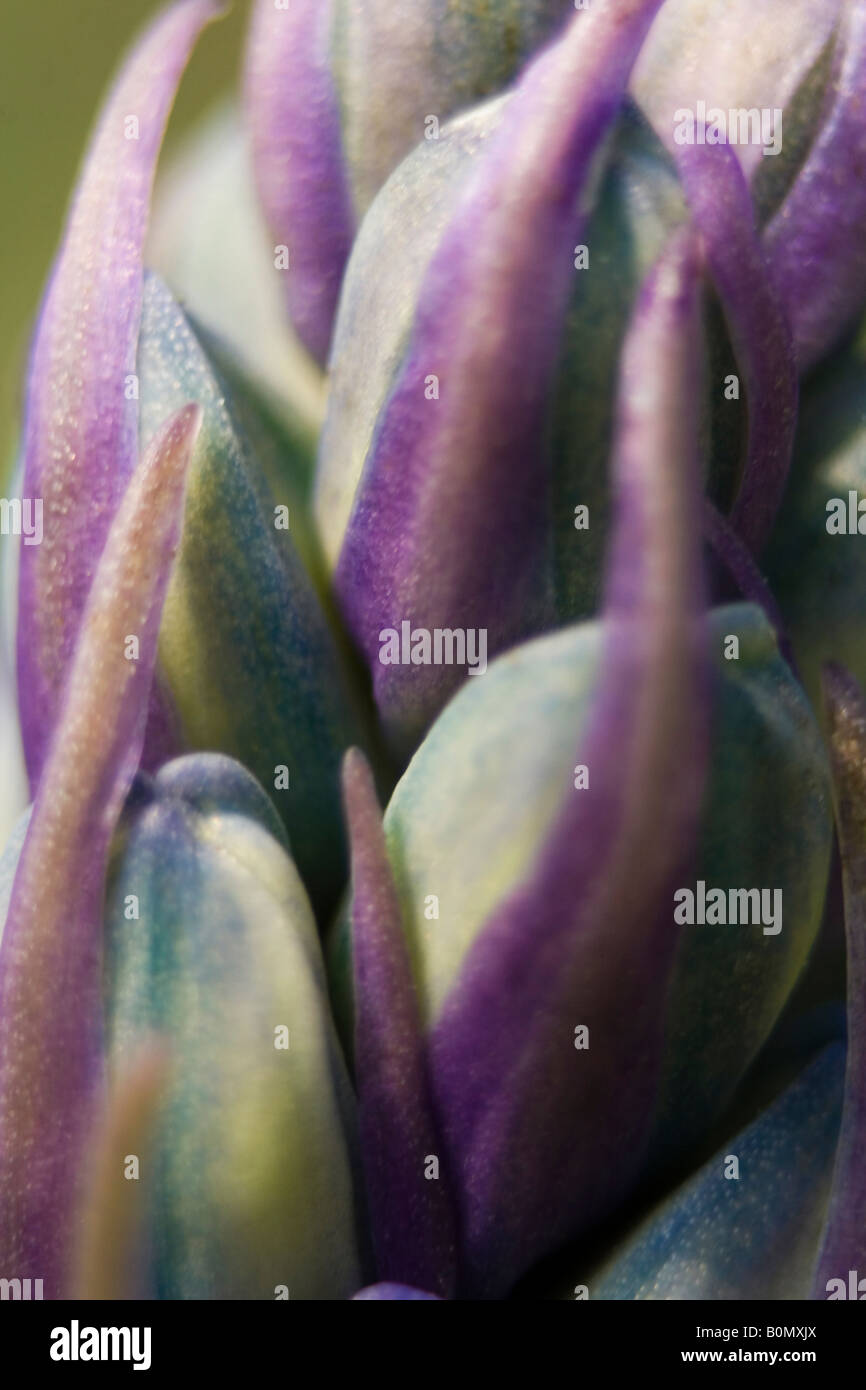 Hyacinthaceae hyacinthoides hispanica fausse jacinthe d'Espagne Foto Stock