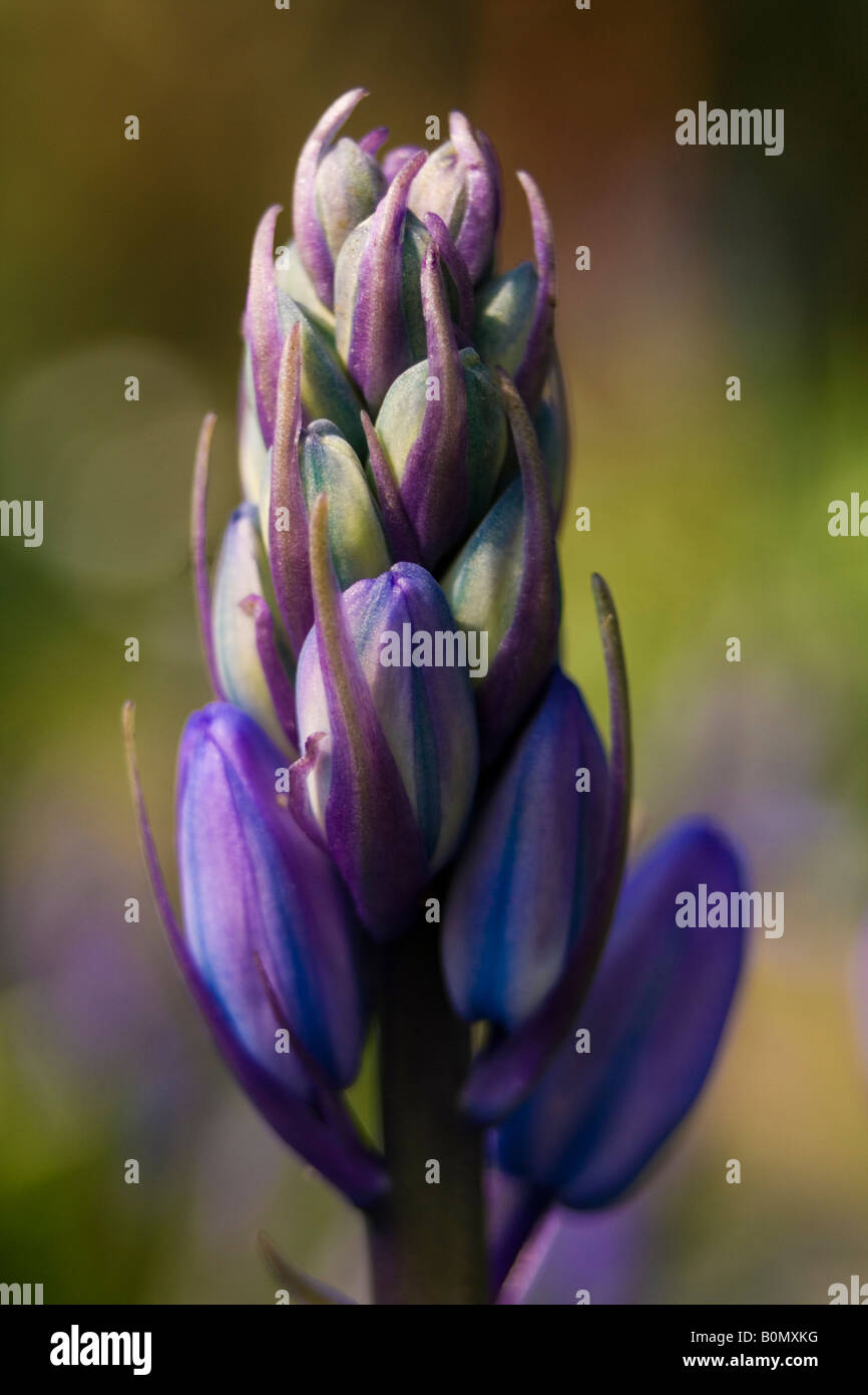Hyacinthaceae hyacinthoides hispanica fausse jacinthe d'Espagne Foto Stock