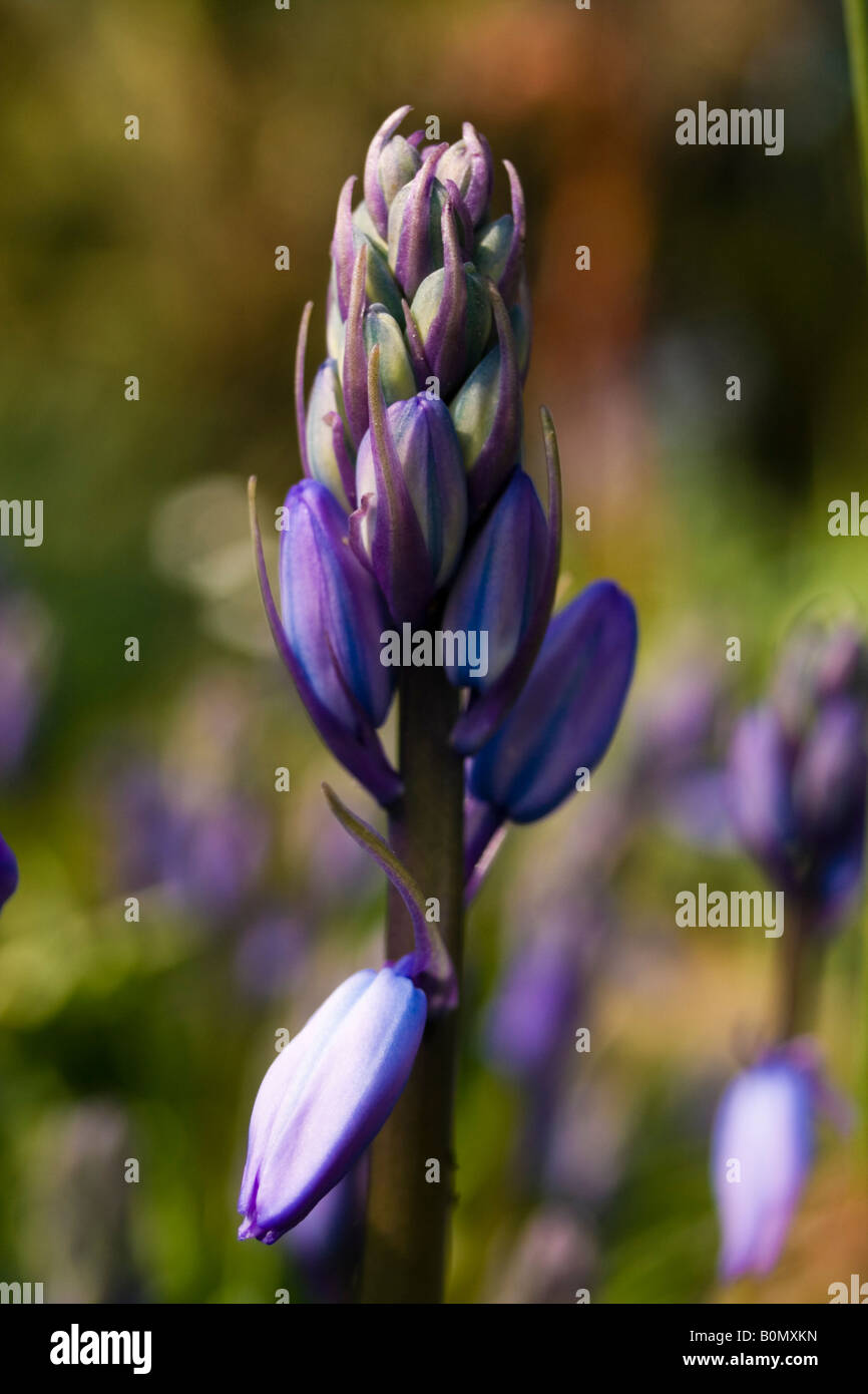 Hyacinthaceae hyacinthoides hispanica fausse jacinthe d'Espagne Foto Stock