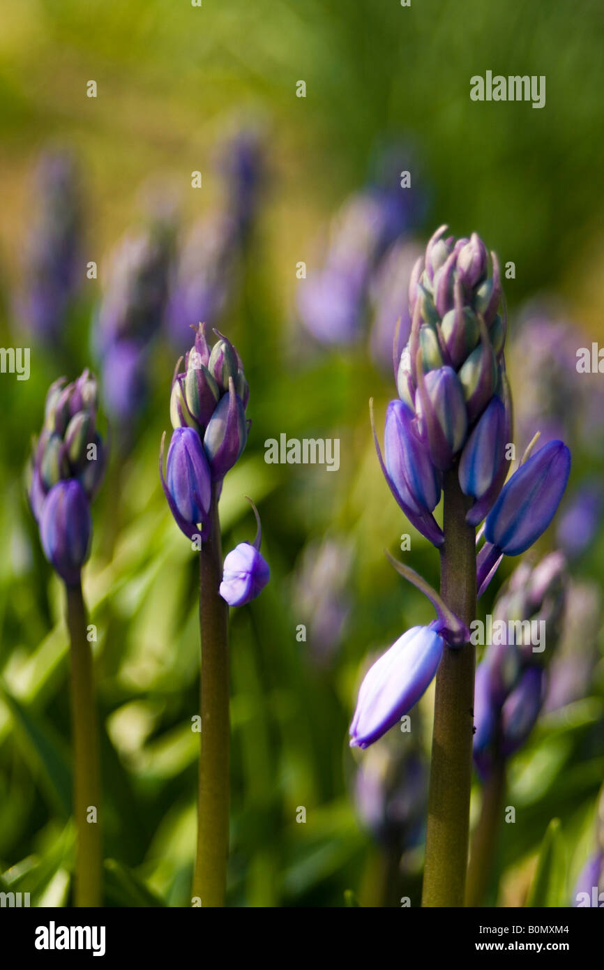 Hyacinthaceae hyacinthoides hispanica fausse jacinthe d'Espagne Foto Stock
