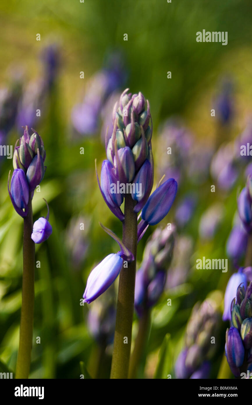 Hyacinthaceae hyacinthoides hispanica fausse jacinthe d'Espagne Foto Stock
