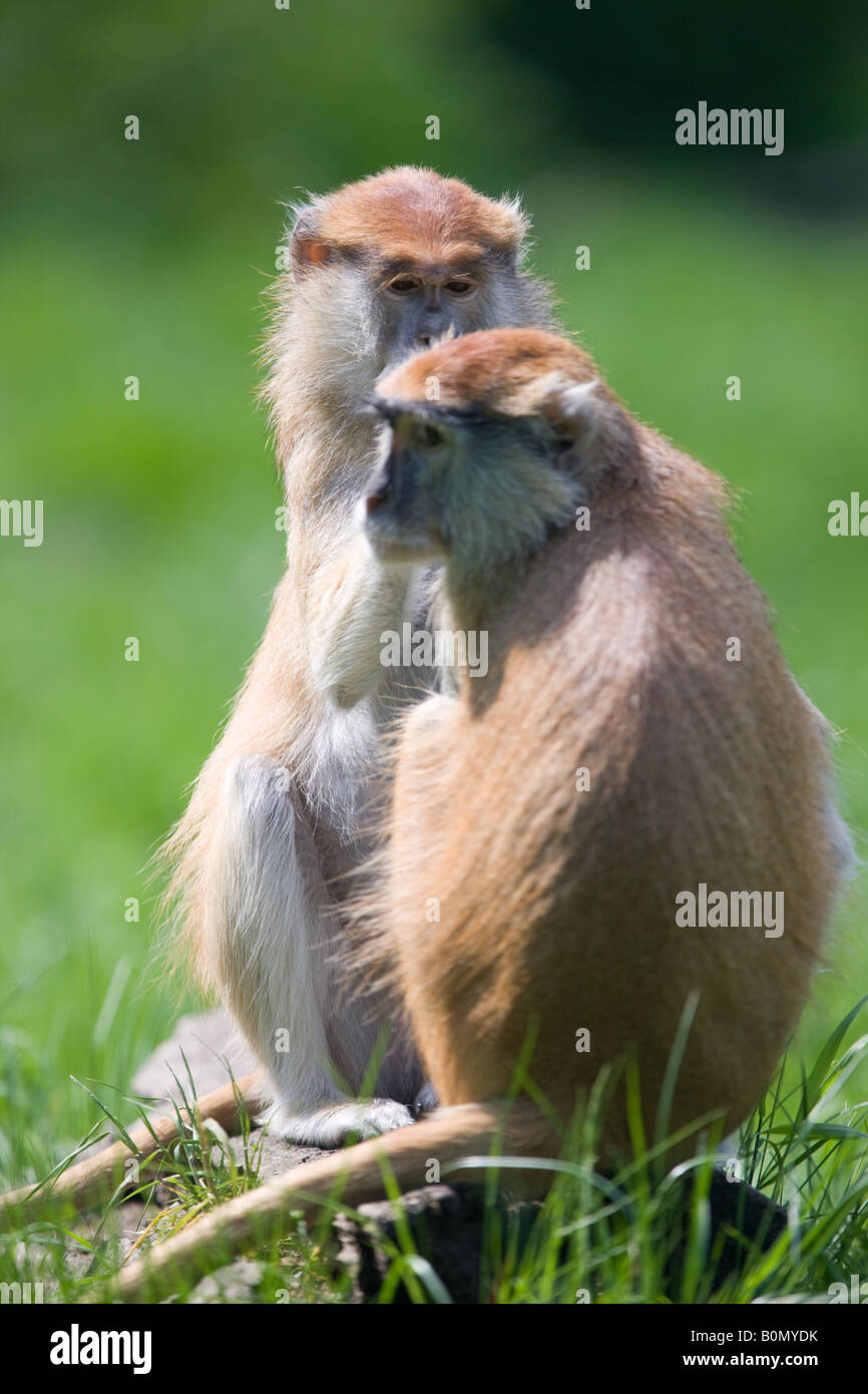 Due scimmie Patas toelettatura - Erythrocebus patas Foto Stock