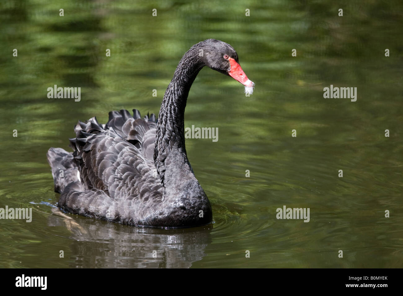 Black Swan - Cygnus atratus Foto Stock