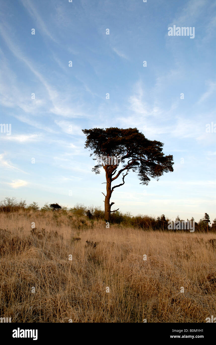 Un lone tree contro un cielo blu con nuvole whispy in esso Foto Stock