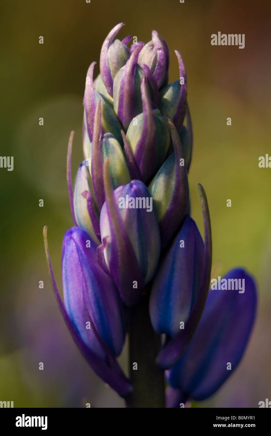 Hyacinthaceae hyacinthoides hispanica fausse jacinthe d'Espagne Foto Stock