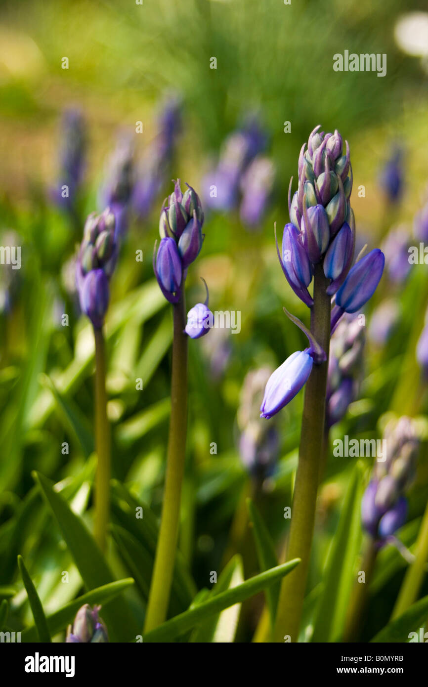 Hyacinthaceae hyacinthoides hispanica Foto Stock