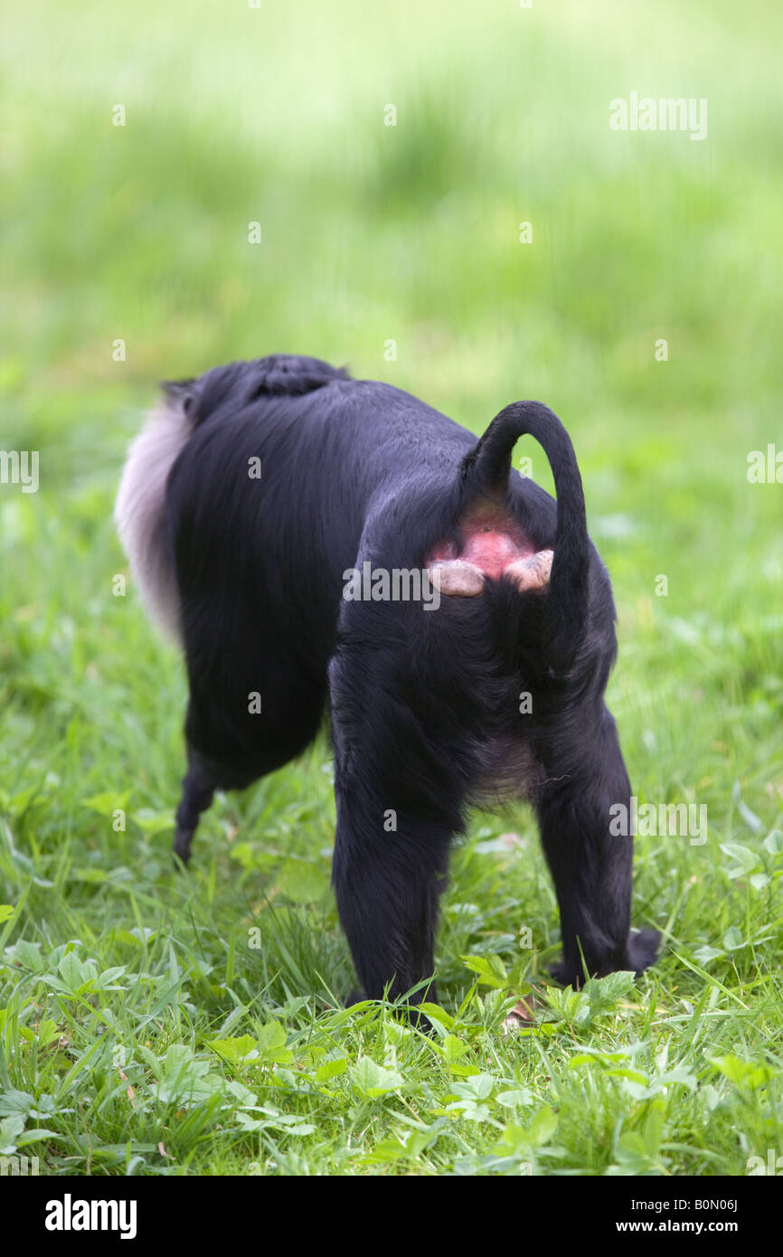 Lion-coda Macaque - Macaca silenus Foto Stock