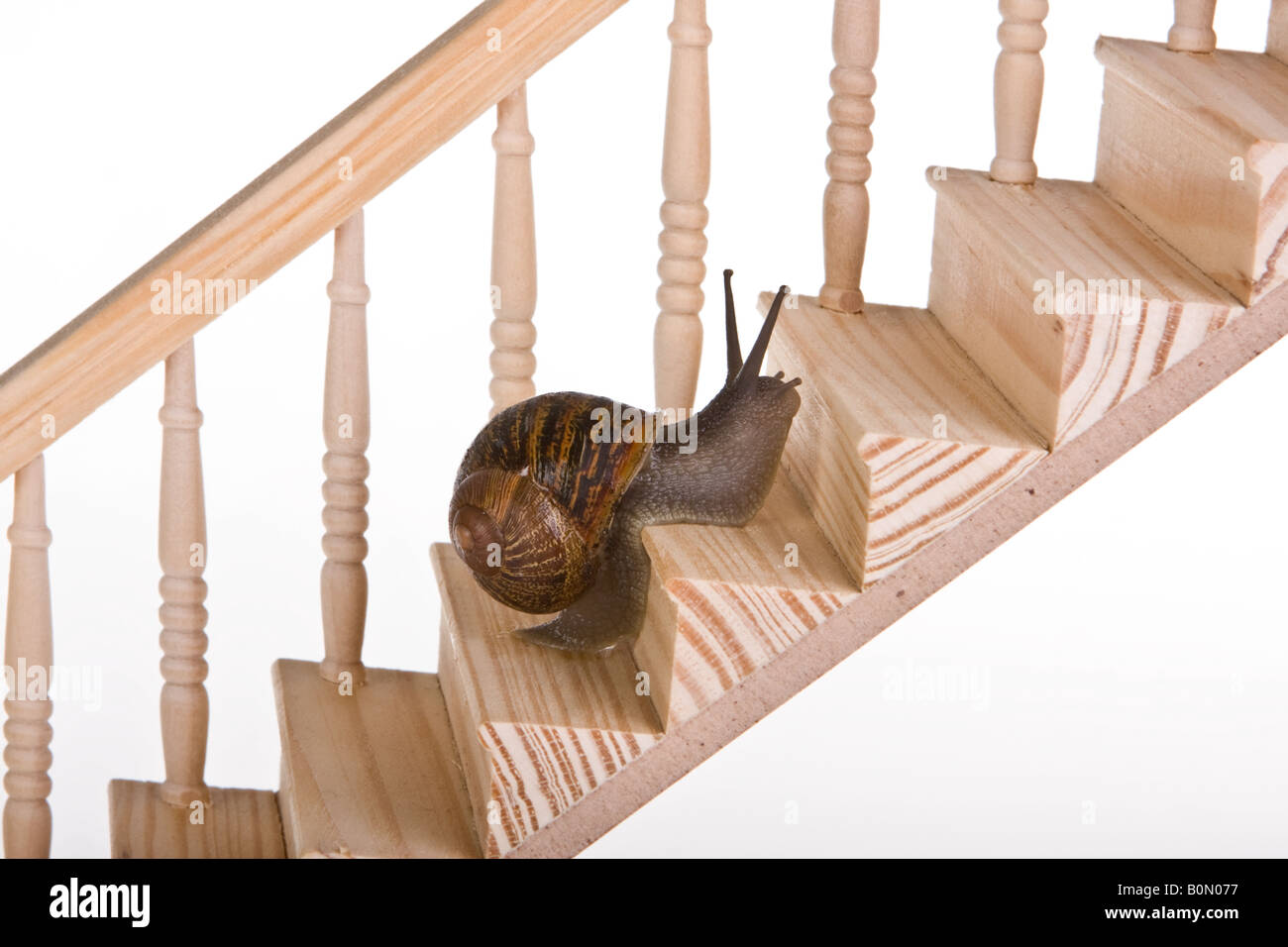 Lumaca divertente cercando di salire una scala di legno Foto Stock