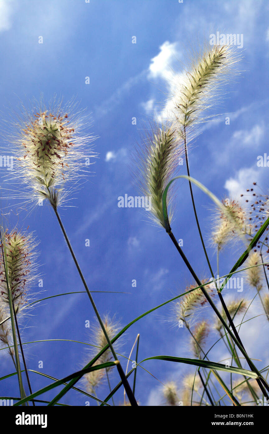 Colpo di erbe feathery contro un Cielo di estate blu Foto Stock
