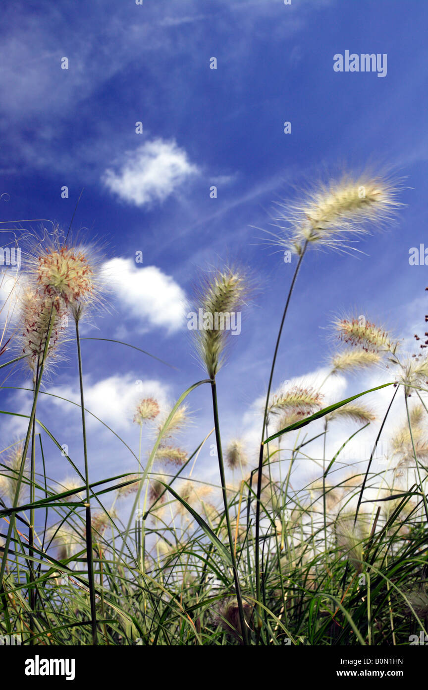 Colpo di erbe feathery contro un Cielo di estate blu Foto Stock