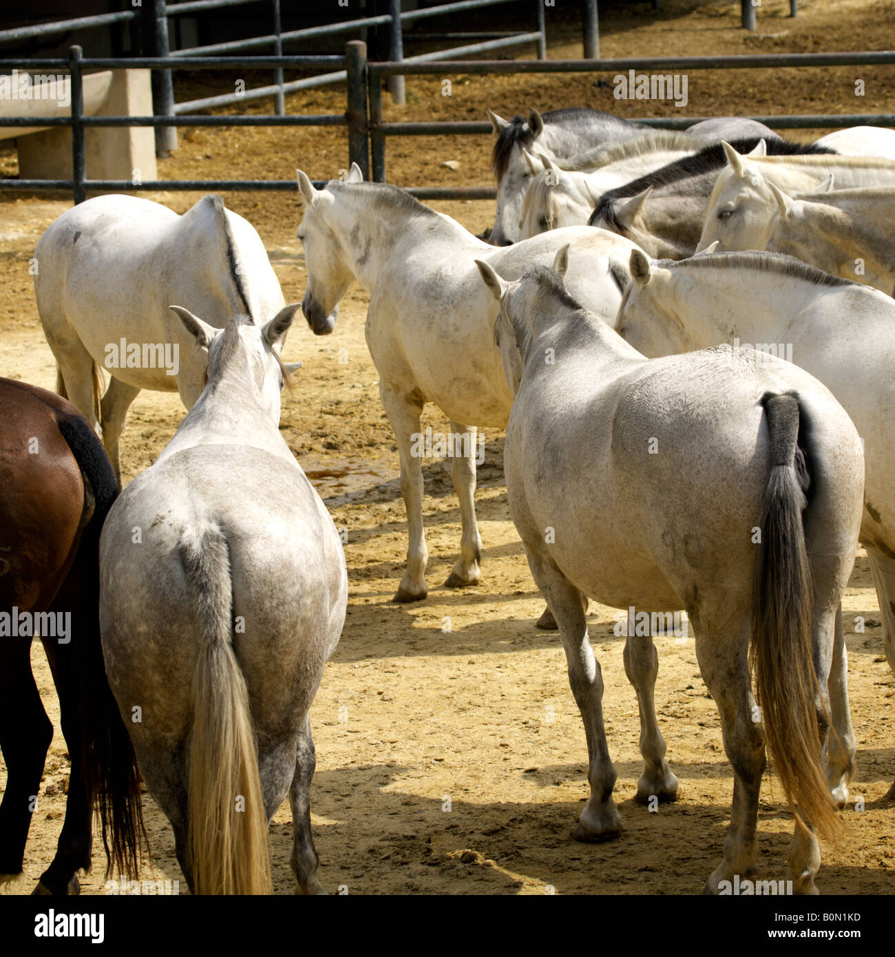 Bene lo spagnolo i cavalli purosangue, Jerez de la Frontera, Andalusia, Spagna Foto Stock