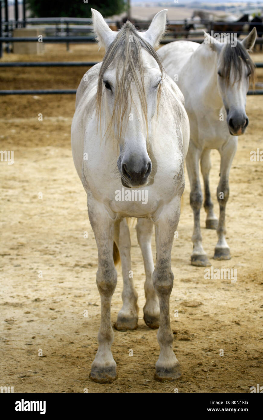 Due belle spagnolo cavalli purosangue di Jerez de la Frontera, Andalusia, Spagna Foto Stock