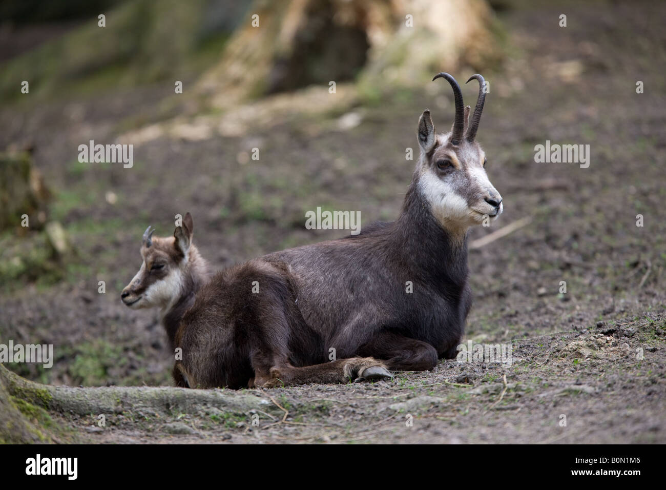 Il camoscio - Rupicapra rupicapra Foto Stock