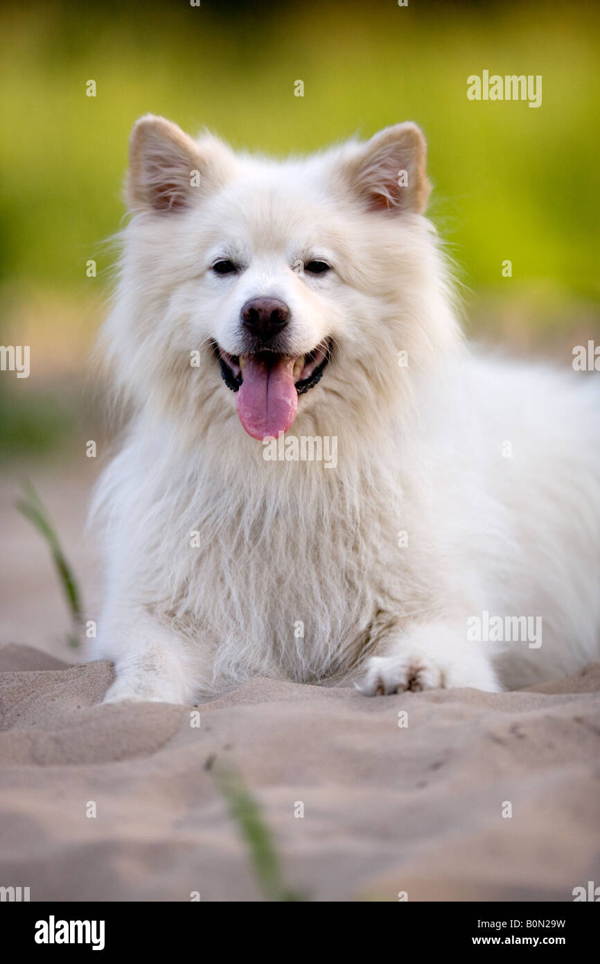 Keeshond maschio o Spitz tedesco in appoggio - mezza razza a causa della pelliccia bianca Foto Stock