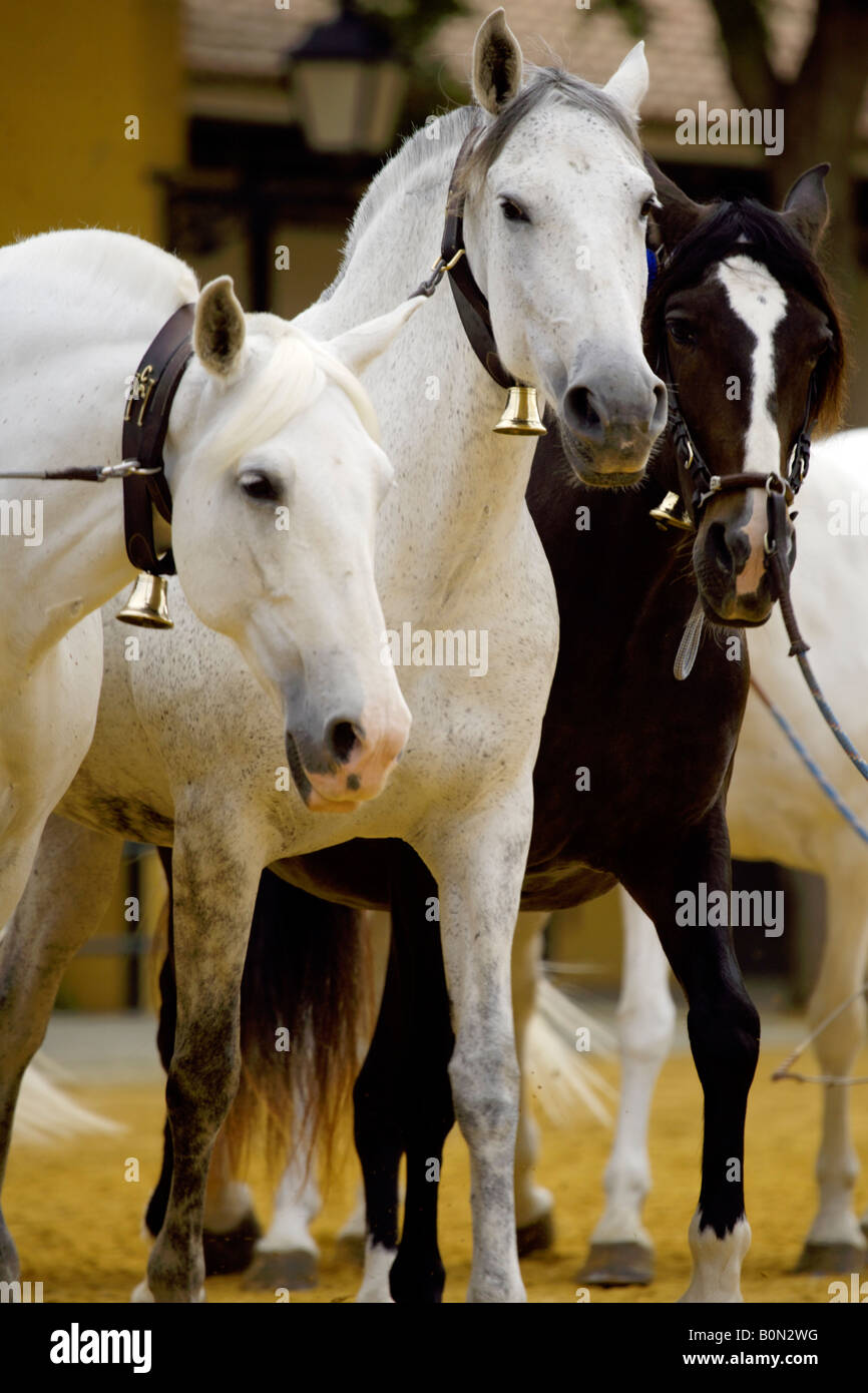 Tre belle spagnolo cavalli purosangue, Jerez de la Frontera, Andalusia, Spagna Foto Stock
