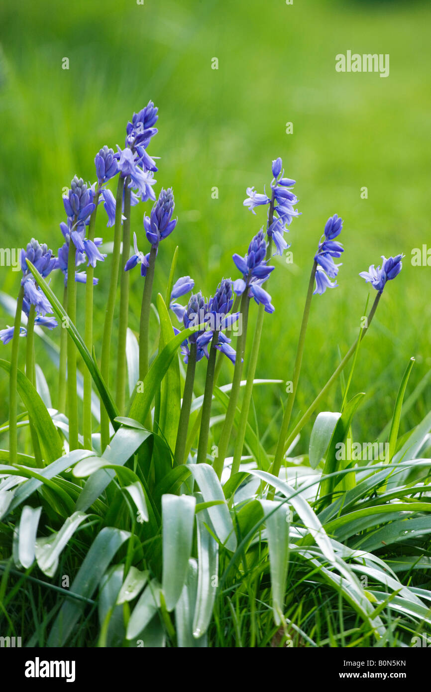 Bluebell, Hyacinthoides non scripta Foto Stock Bluebell, Hyacinthoides non scripta Foto Stock