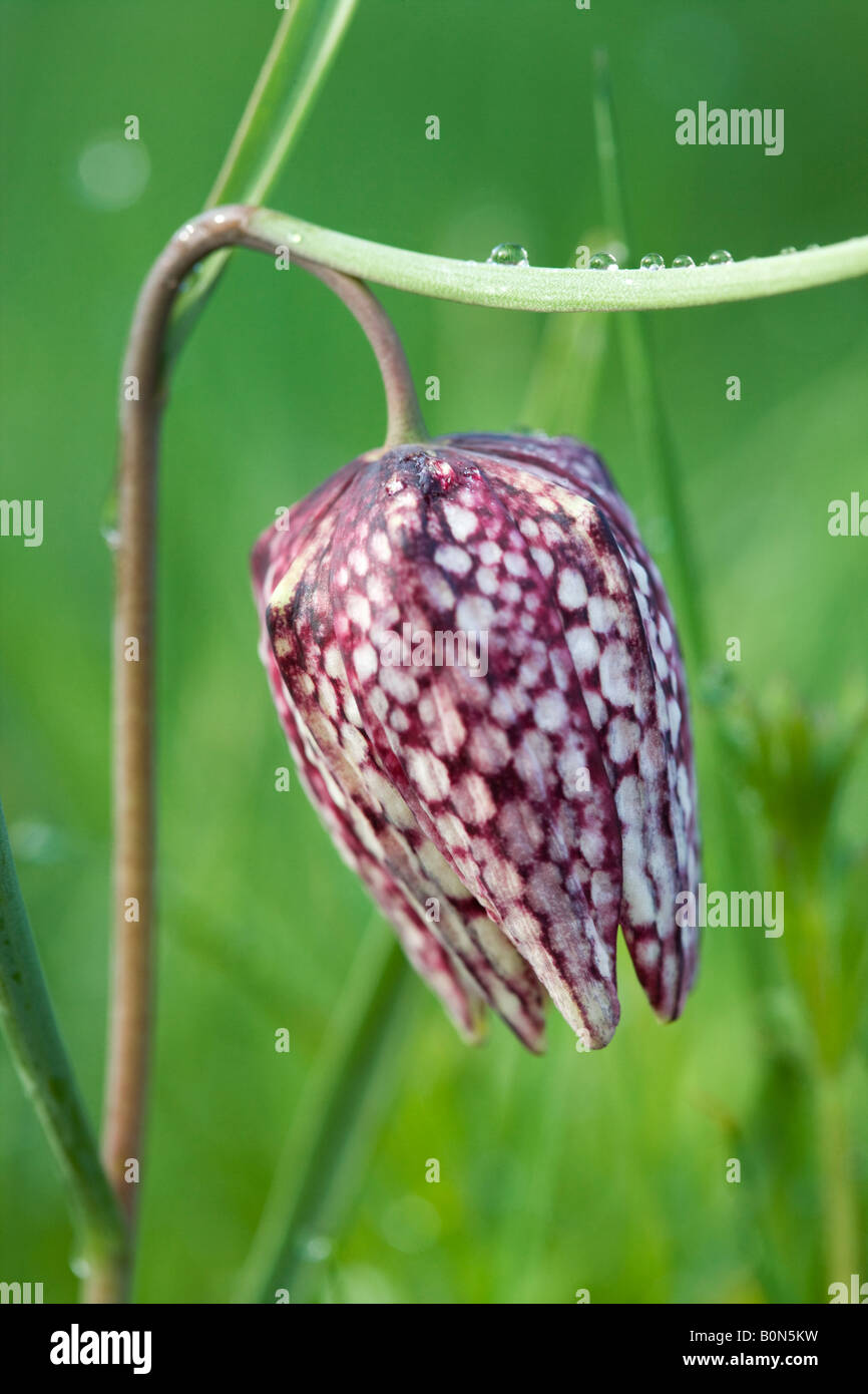 Testa di serpenti, fritillary Fritillaria meleagris Con rugiada. Regno Unito Foto Stock Testa di serpenti, fritillary Fritillaria meleagris Con rugiada. Regno Unito Foto Stock
