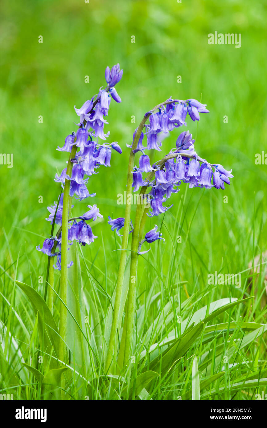 Bluebell, Hyacinthoides non scripta Foto Stock Bluebell, Hyacinthoides non scripta Foto Stock
