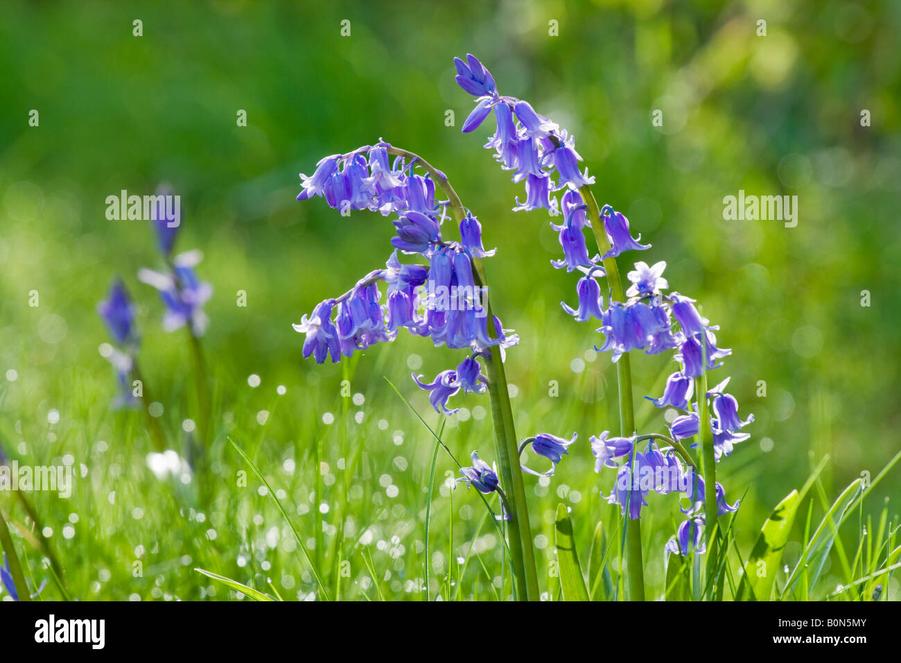 Bluebell, Hyacinthoides non scripta, con la rugiada sull'erba Foto Stock Bluebell, Hyacinthoides non scripta, con la rugiada sull'erba Foto Stock