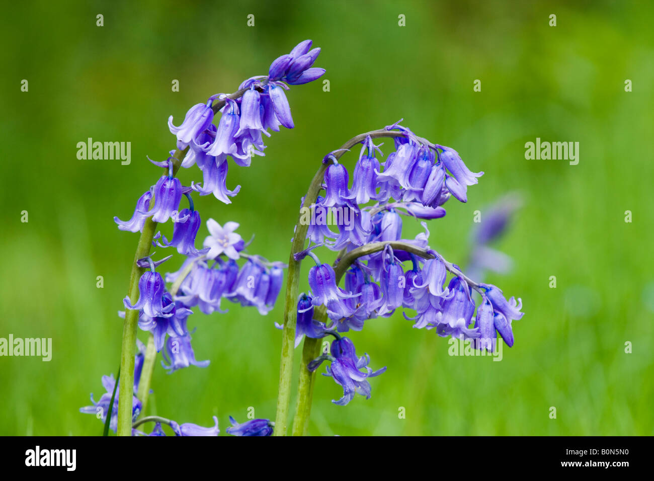 Bluebell, Hyacinthoides non scripta Foto Stock Bluebell, Hyacinthoides non scripta Foto Stock