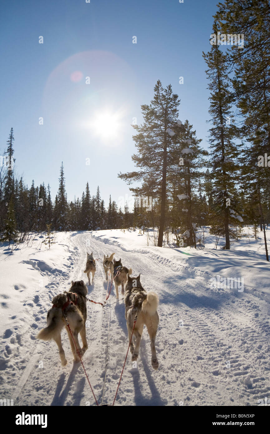 In viaggio con i cani da slitta a cavalcare con siberian husky in Lapponia winterly / Svezia settentrionale Foto Stock