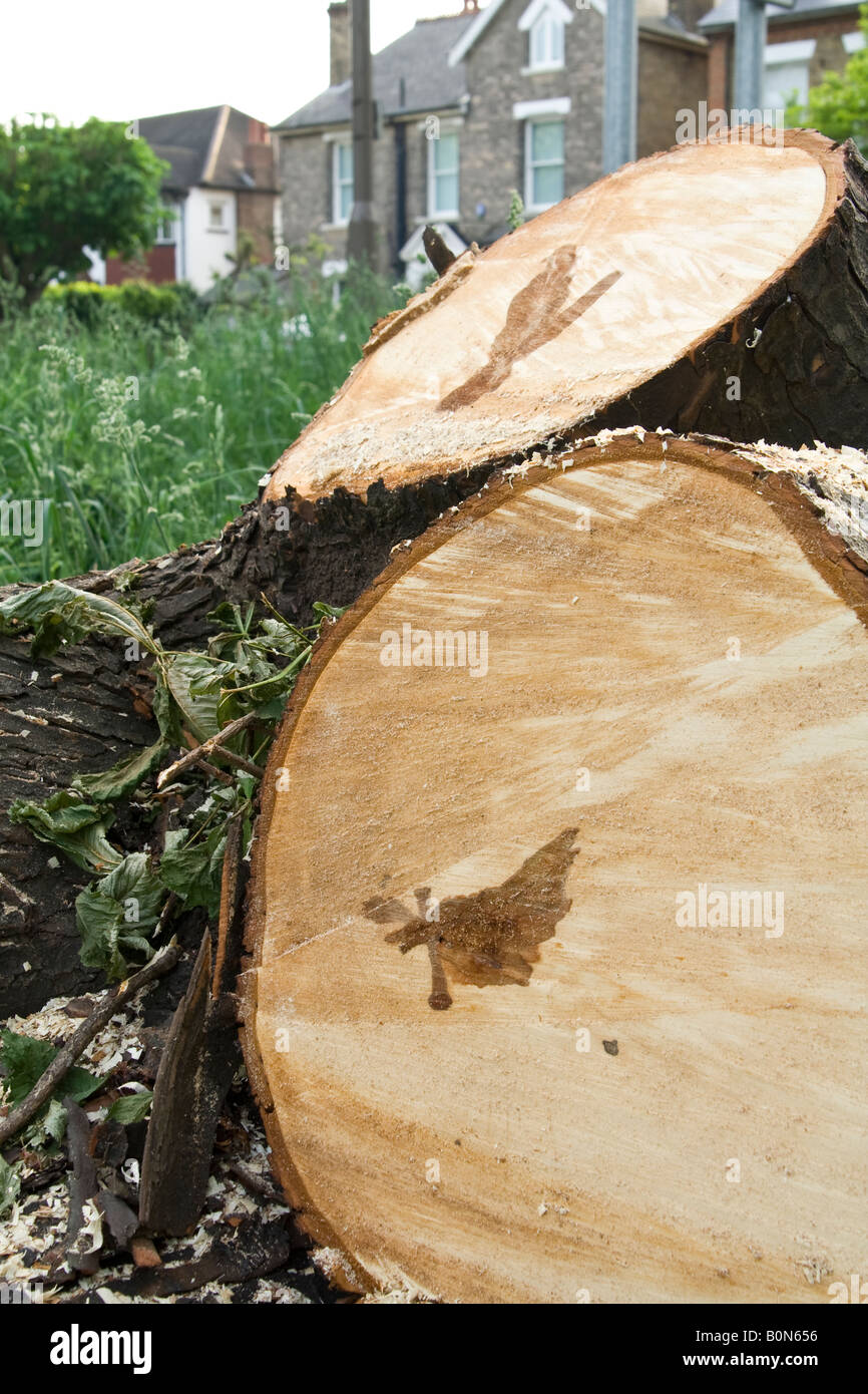 Cavallo malato castagneto (Aesculus hippocastranum), Essex, Regno Unito. Foto Stock