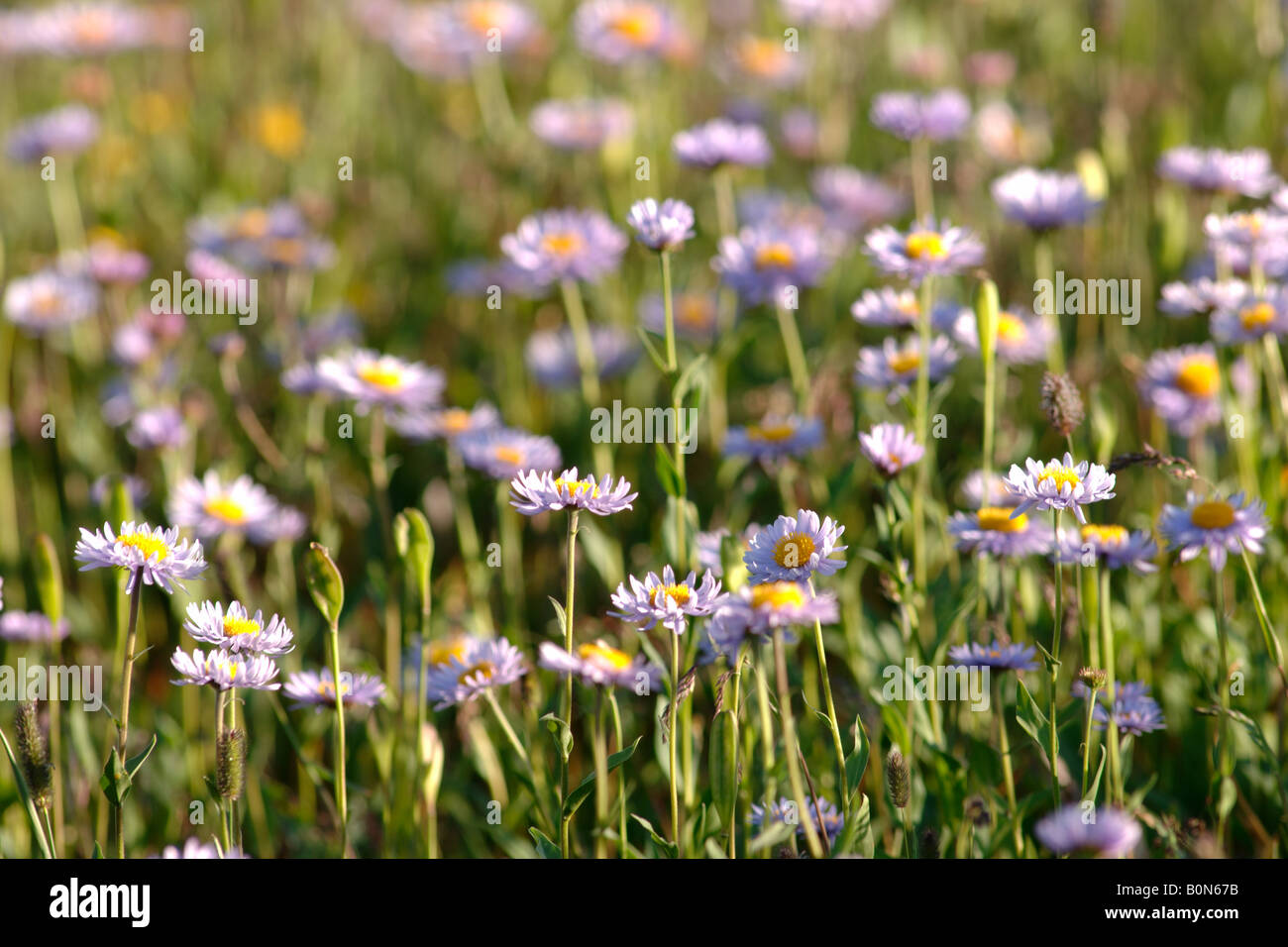 Aster fiori paesaggio paesaggio Glacier National Park Montana USA Nordamerica America Foto Stock