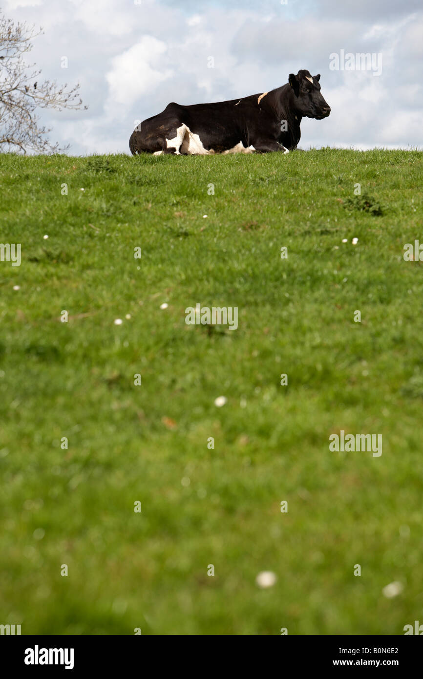 Singola vacca femmina seduto sulla cima di una collina in un campo sulla giornata di sole in Irlanda del Nord Foto Stock