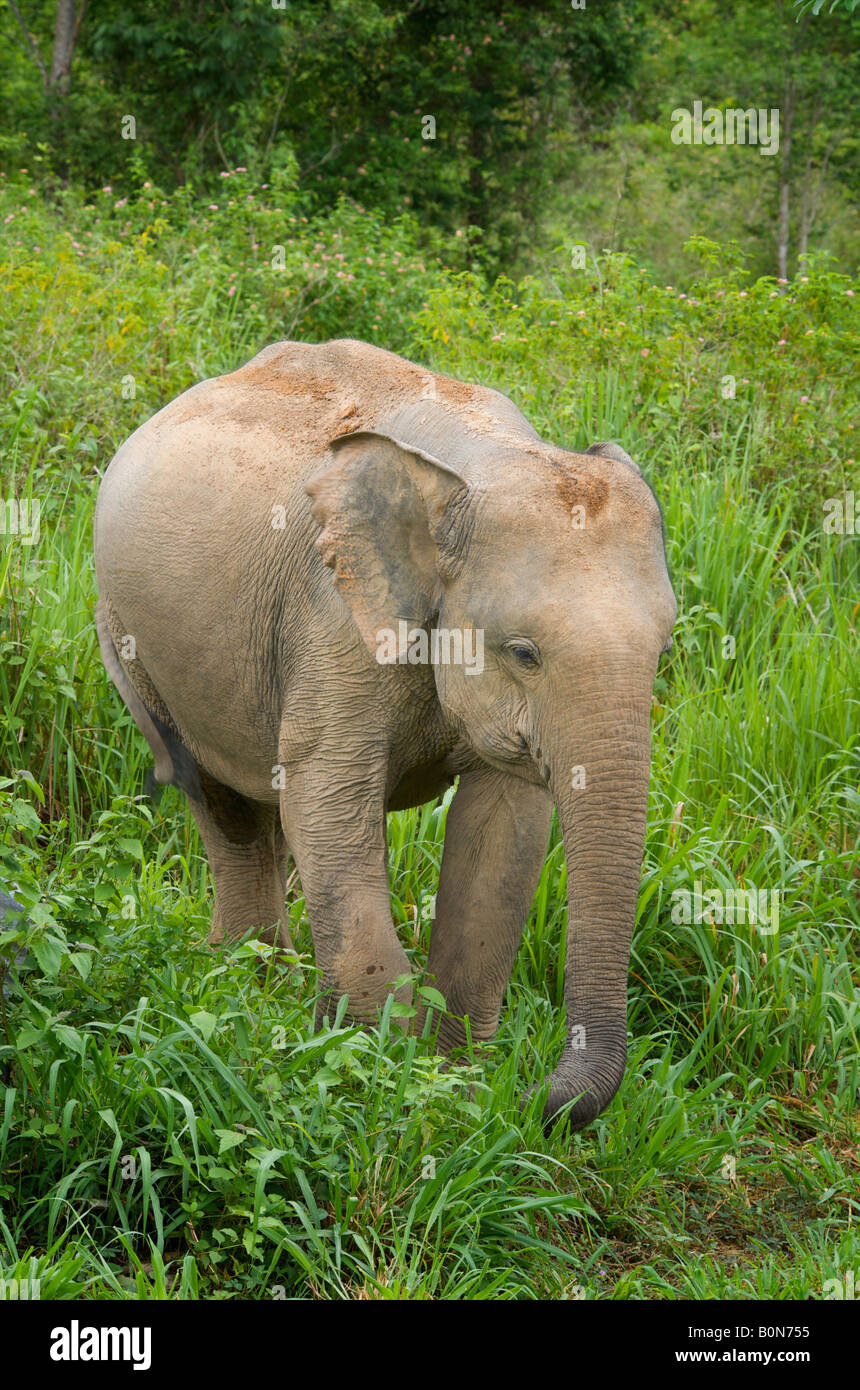 Femmina selvatica elefante asiatico Elephas maximus a Kui Buri Parco Nazionale della Thailandia Foto Stock