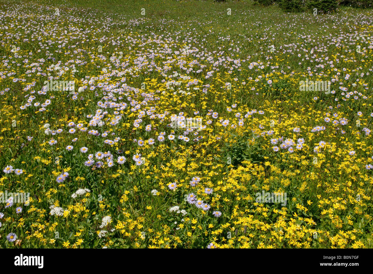Aster fiori paesaggio paesaggio Glacier National Park Montana USA Nordamerica America Foto Stock