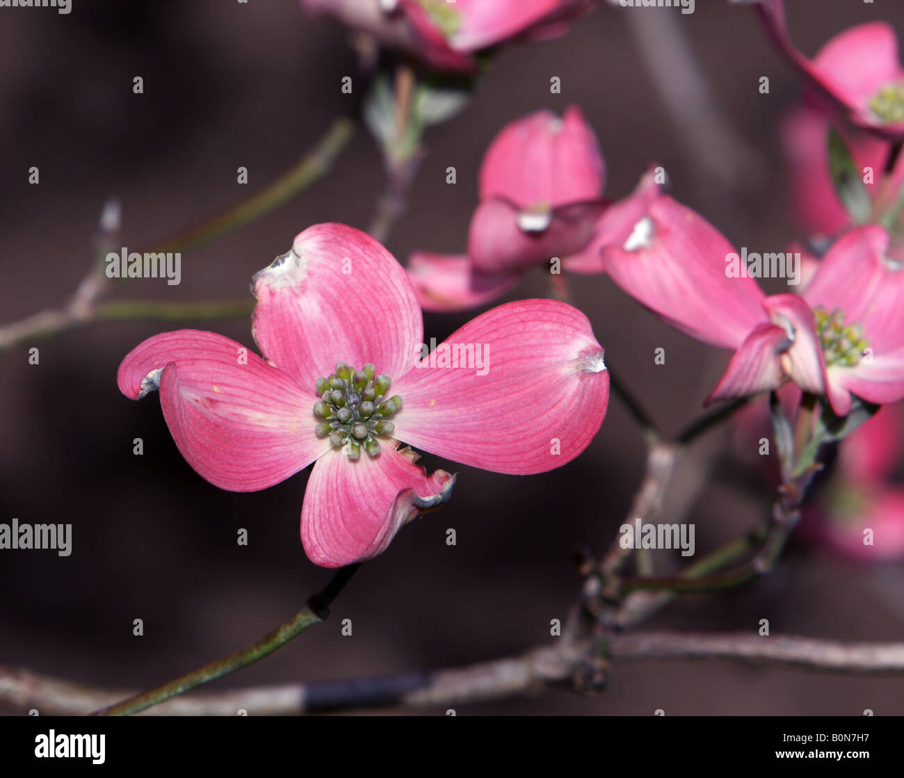 Una fioritura rosa sanguinello cornus florida rubra. Foto Stock