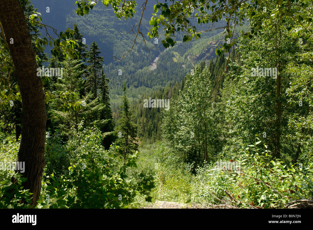Paesaggio paesaggio alberi alberi Glacier National Park Montana USA Nordamerica America Foto Stock
