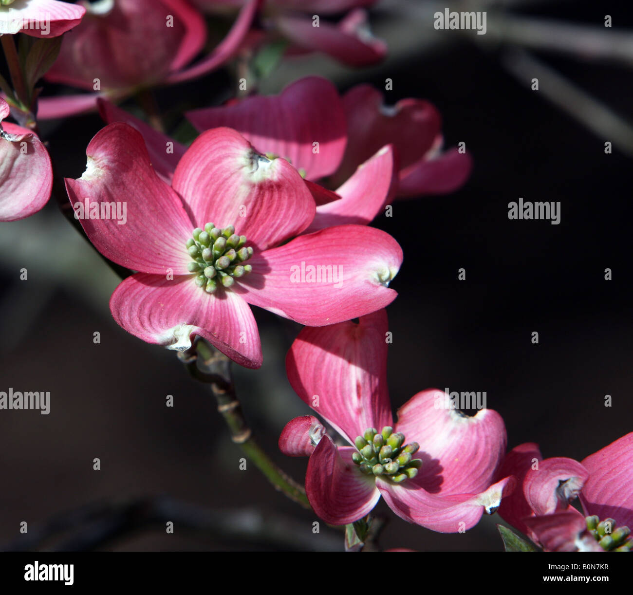 Una fioritura rosa sanguinello cornus florida rubra. Foto Stock