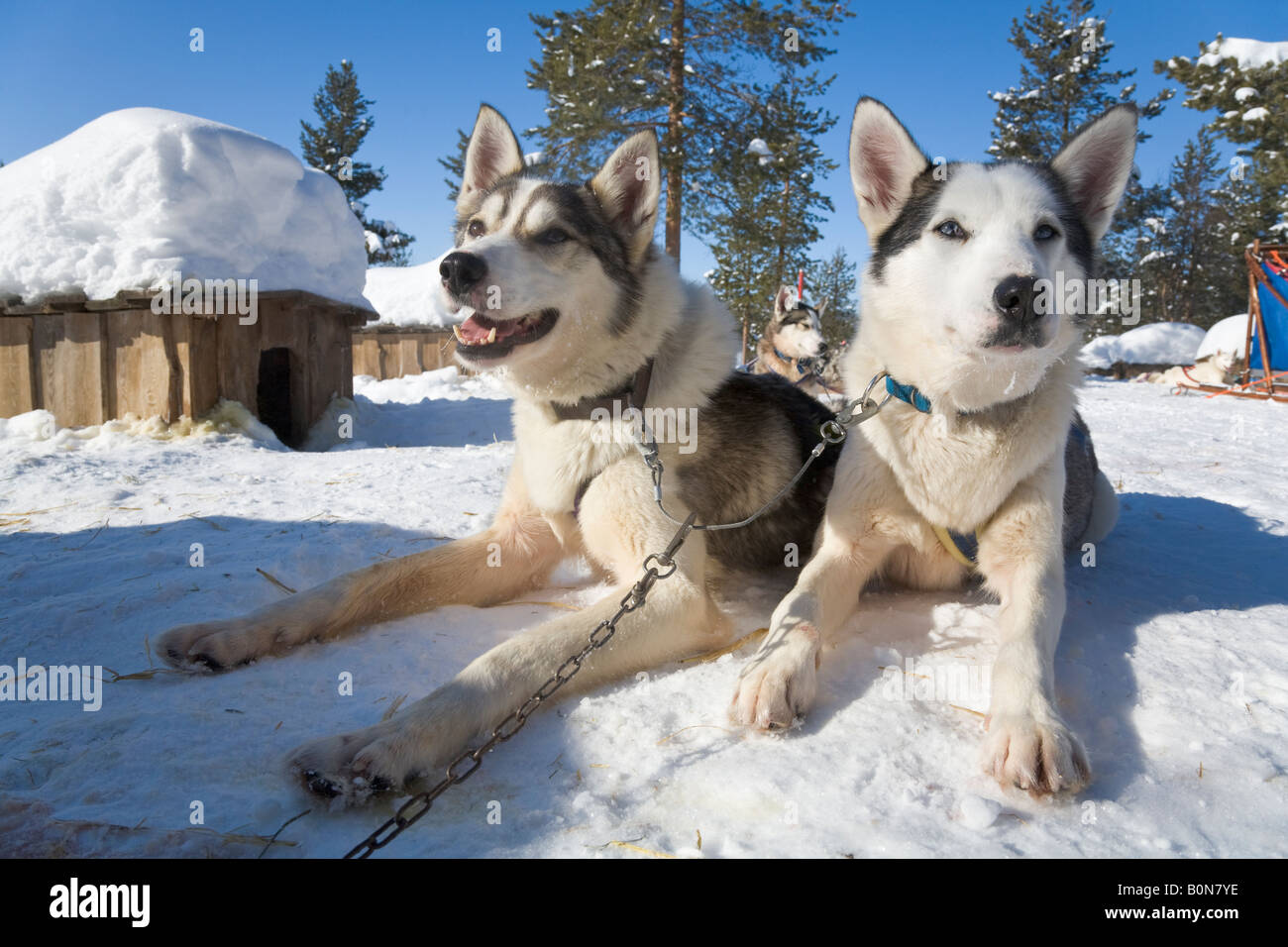 Siberian Husky pausa durante un viaggio in viaggio con i cani da slitta in Lapponia winterly / Svezia settentrionale Foto Stock