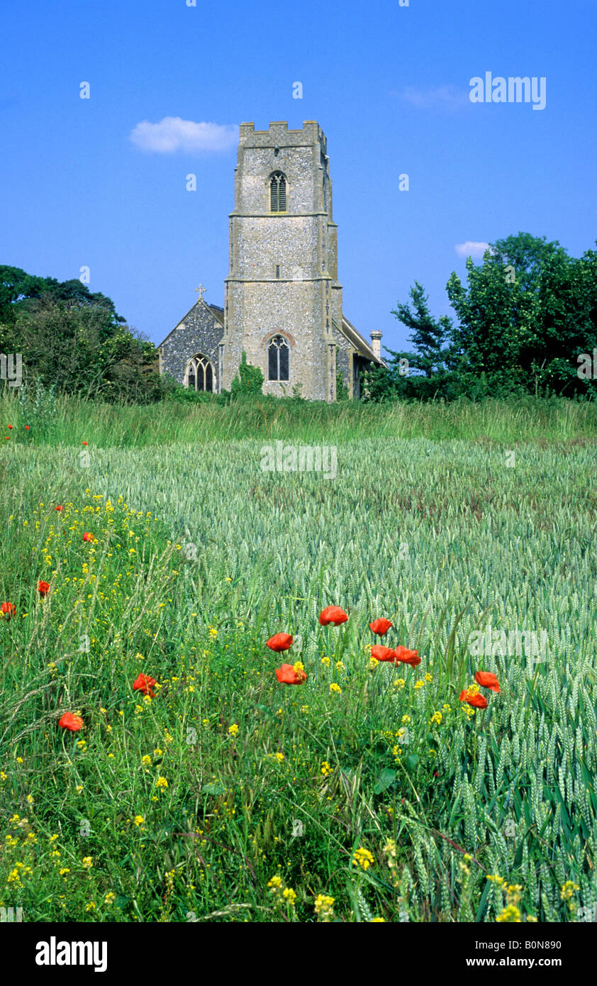 Papaveri chiesa parrocchiale del paese villaggio rurale campo Ickburgh Norfolk East Anglia England Inglese Regno Unito paesaggio Medievale scenario Foto Stock