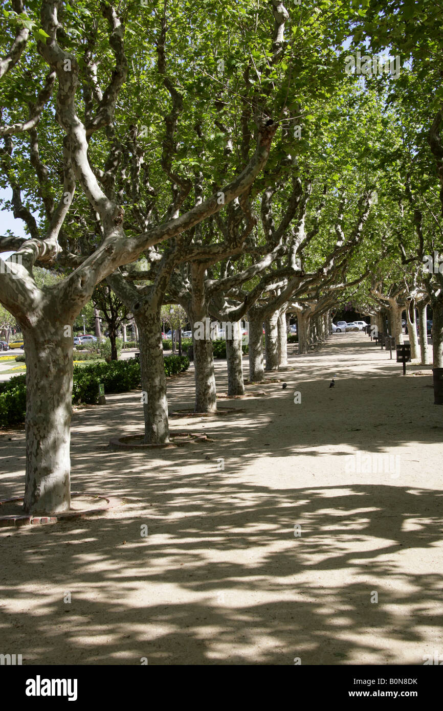 Un viale di platani Parc de la Ciutadella Barcellona Spagna Foto Stock