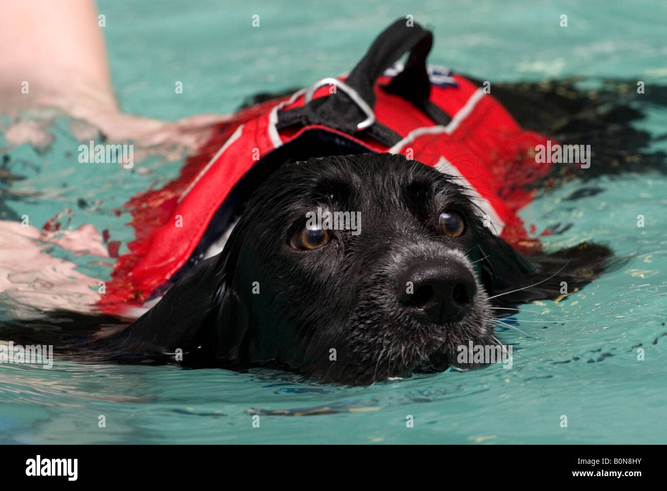 Un cane a nuotare in un pool di veterinari per fini sanitari. Foto Stock